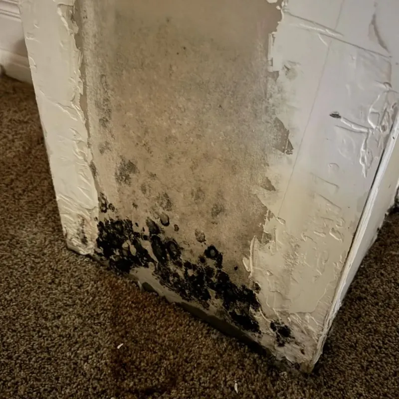 Professional Mold Removal in Aiea, HI